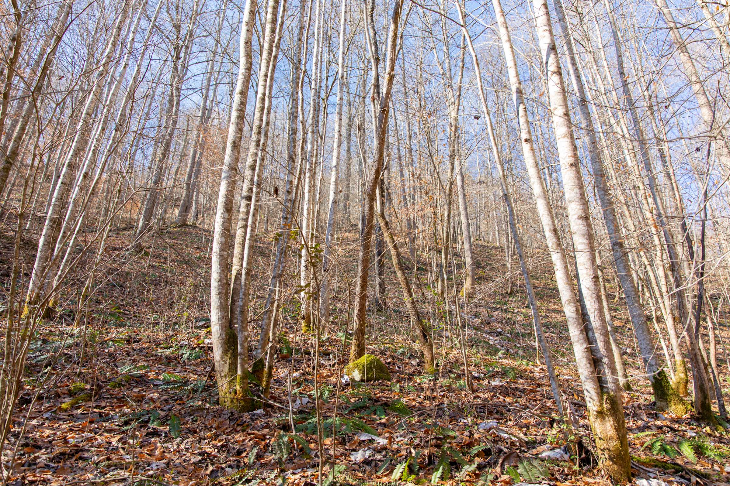 Tract 10 at Blackstone Mountain in Clay County, Kentucky