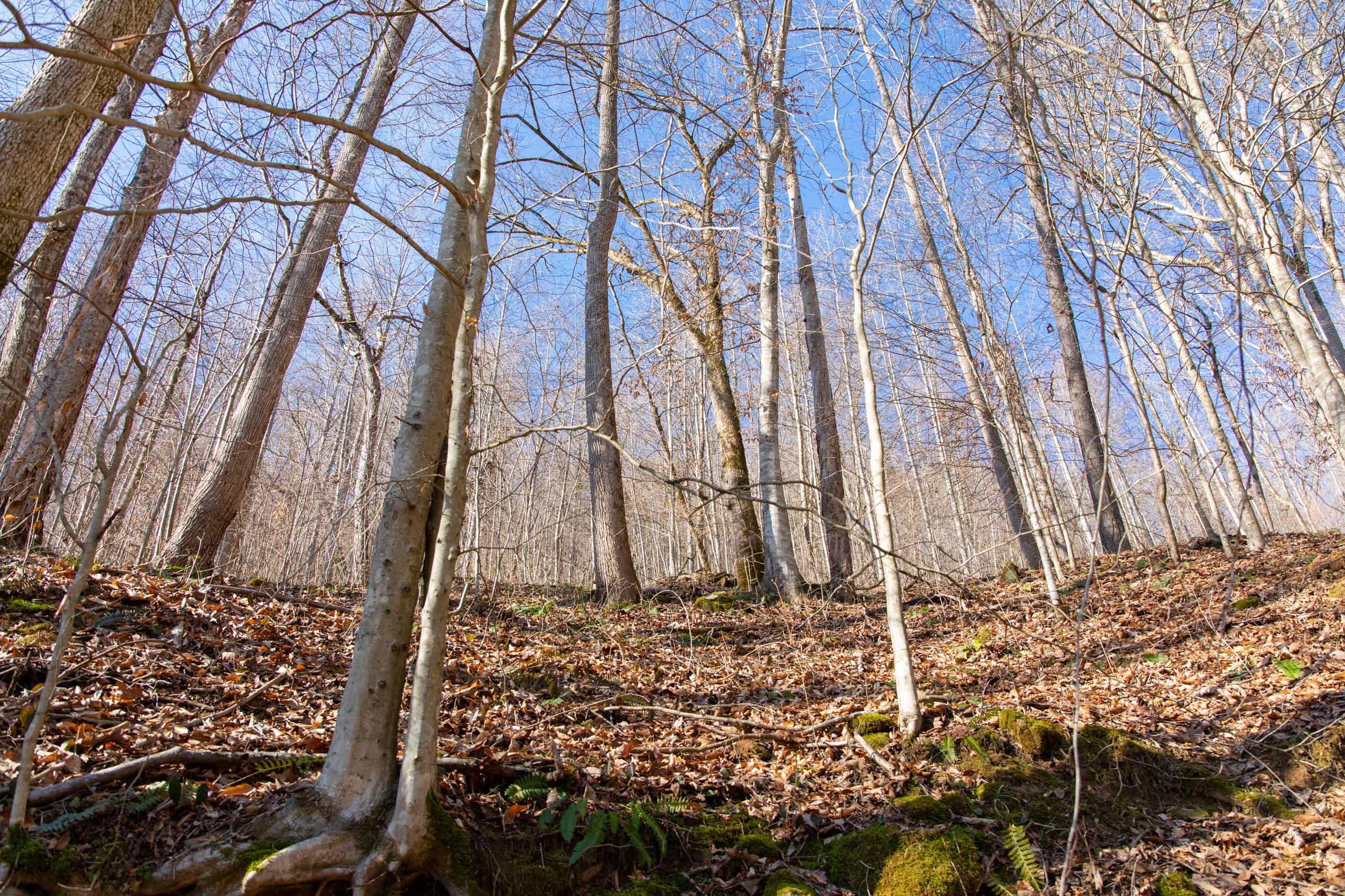 Tract 13 at Blackstone Mountain in Clay County, Kentucky