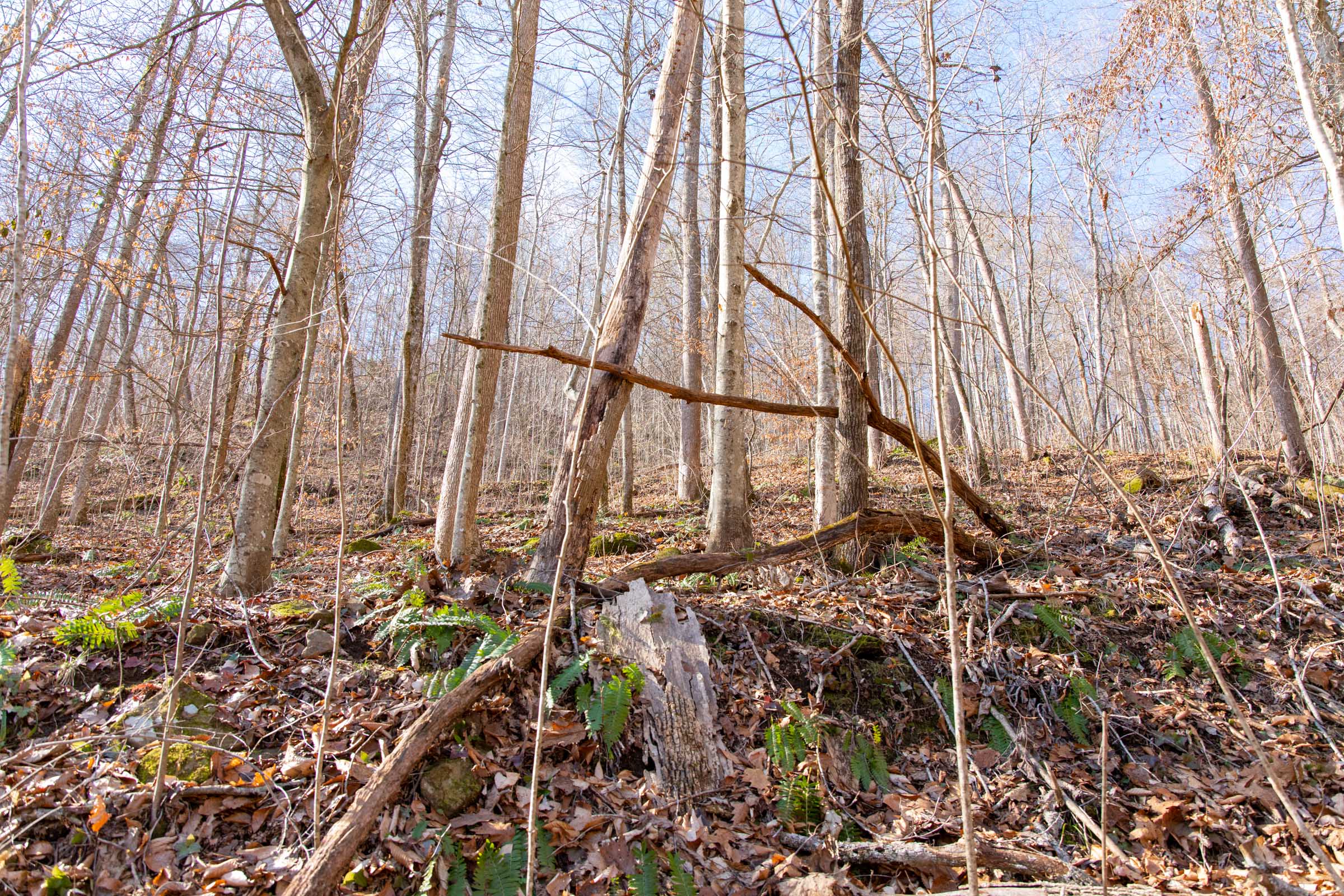 Tract 14 at Blackstone Mountain in Clay County, Kentucky