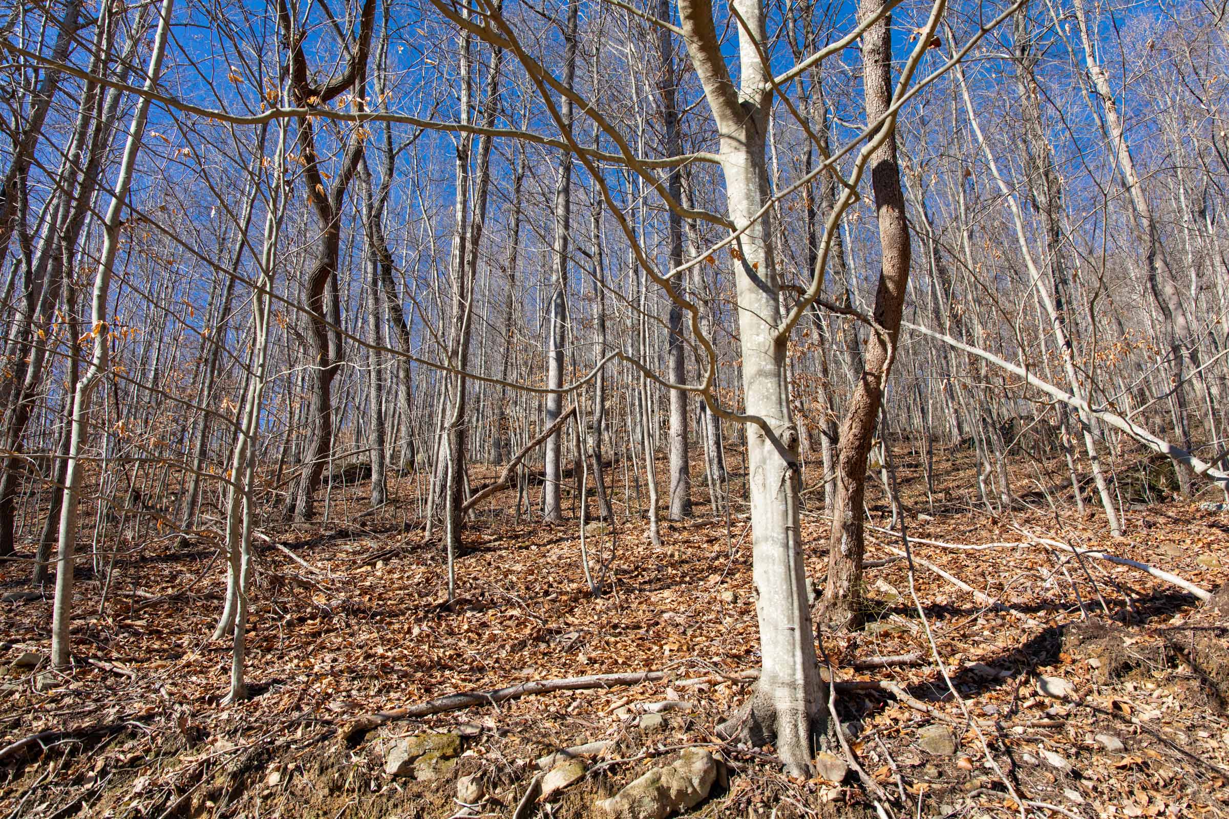Tract 18 at Blackstone Mountain in Clay County, Kentucky