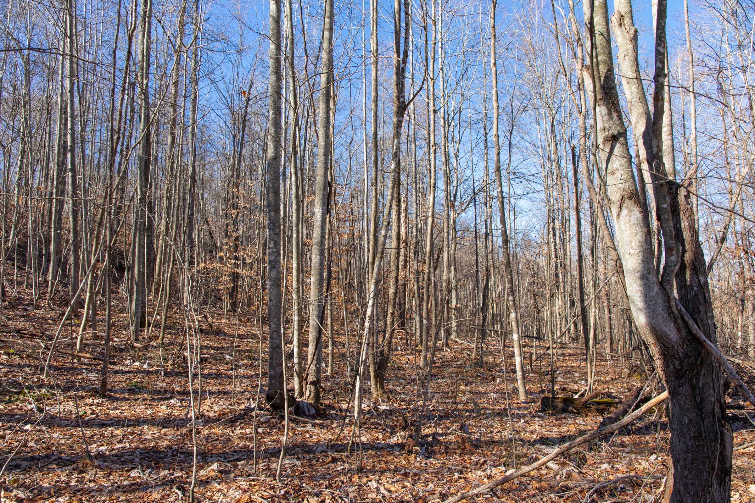 Tract 20 at Blackstone Mountain in Clay County, Kentucky