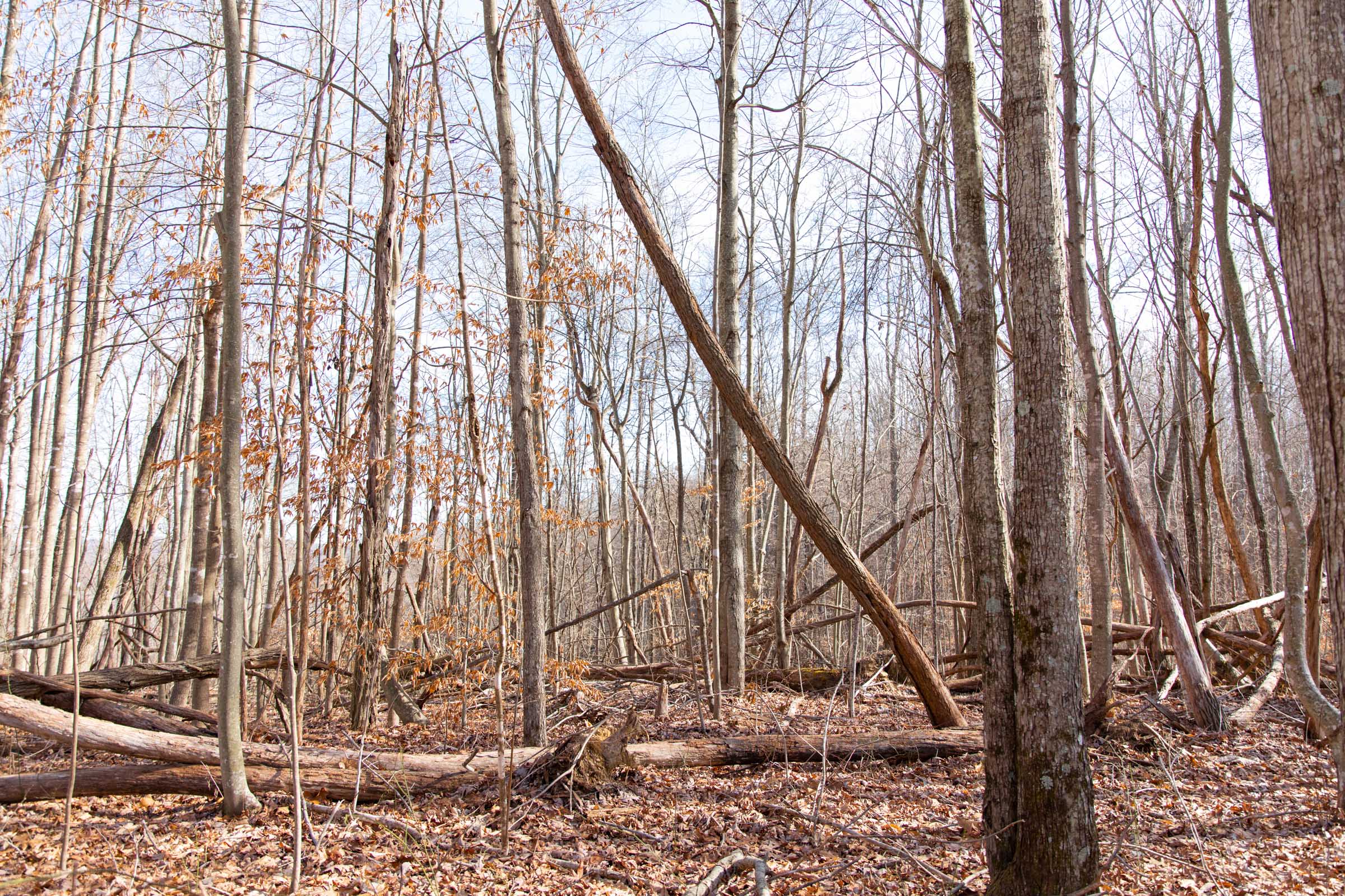 Tract 32 at Blackstone Mountain in Clay County, Kentucky