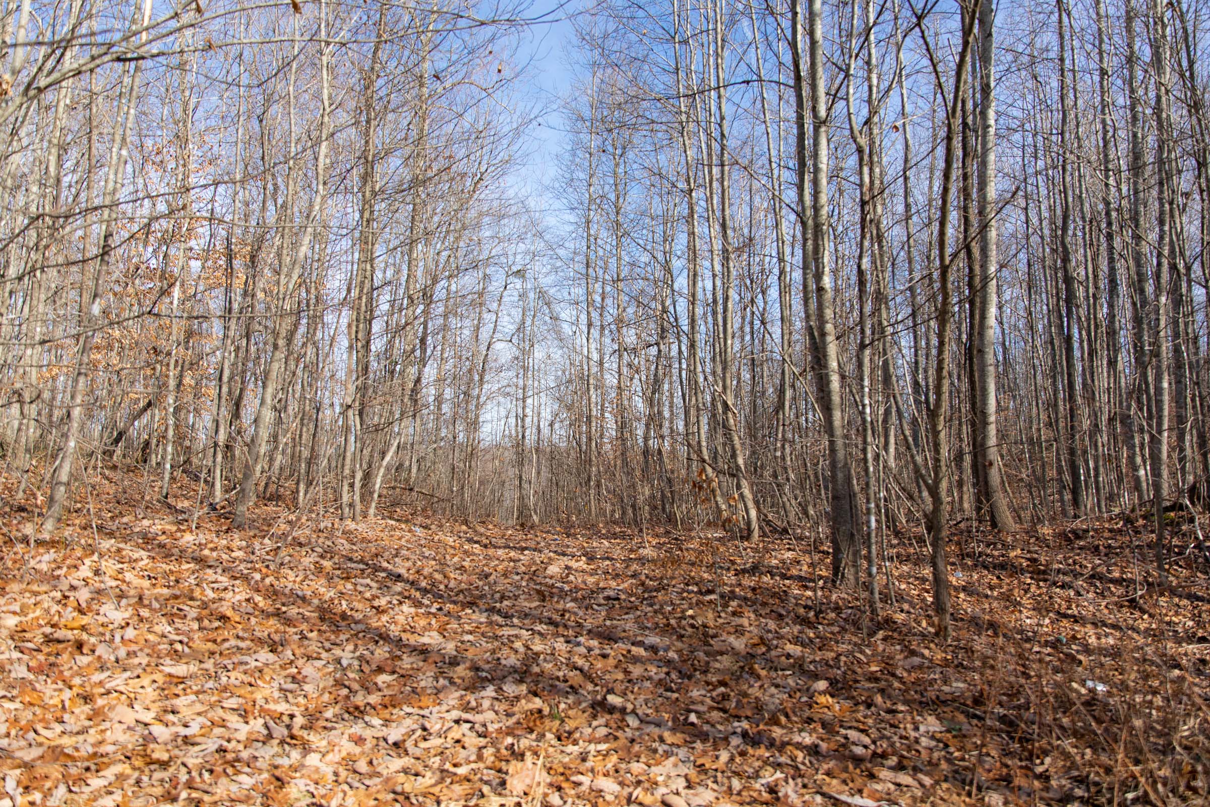 Tract 37 at Blackstone Mountain in Clay County, Kentucky