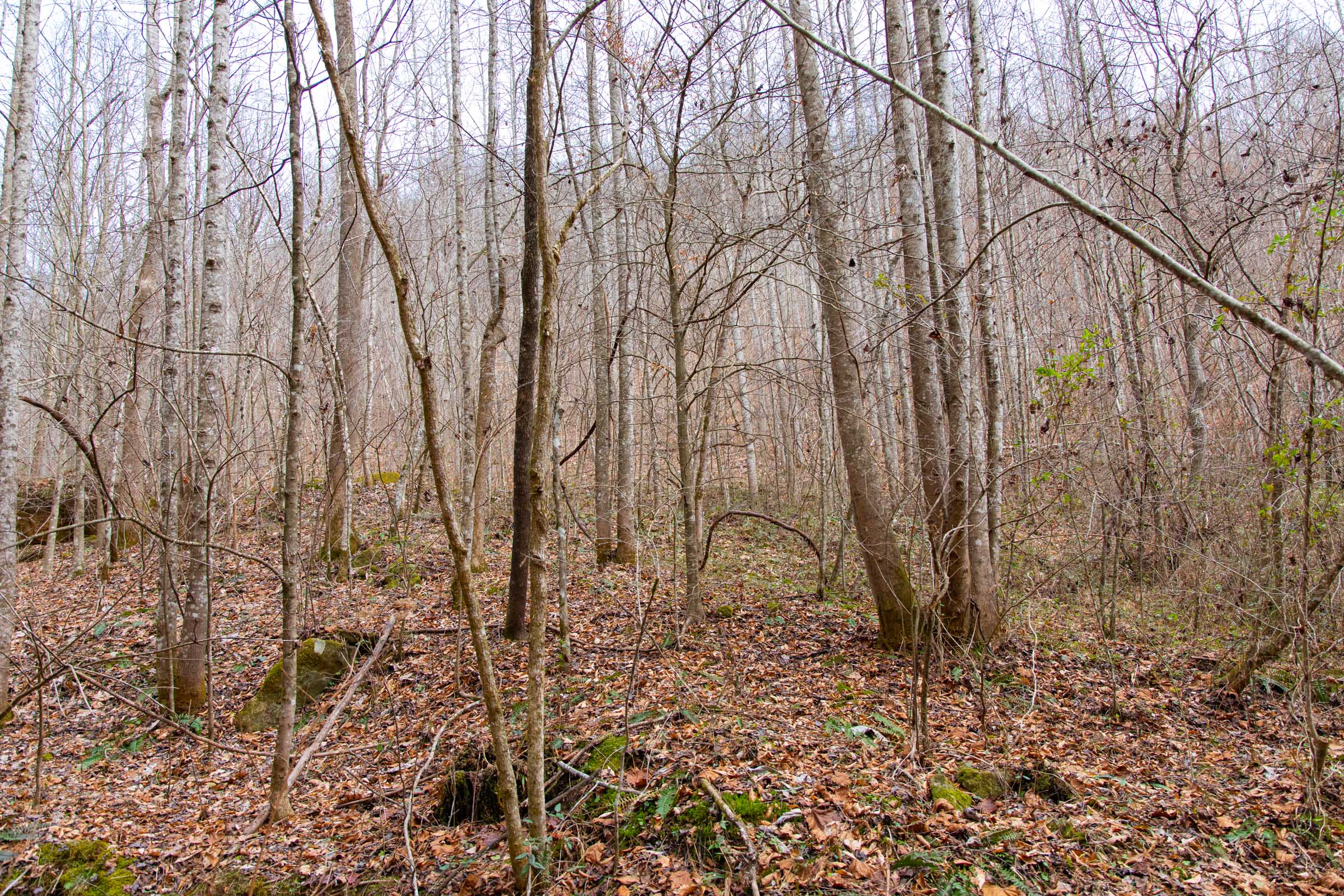 Tract 38 at Blackstone Mountain in Clay County, Kentucky