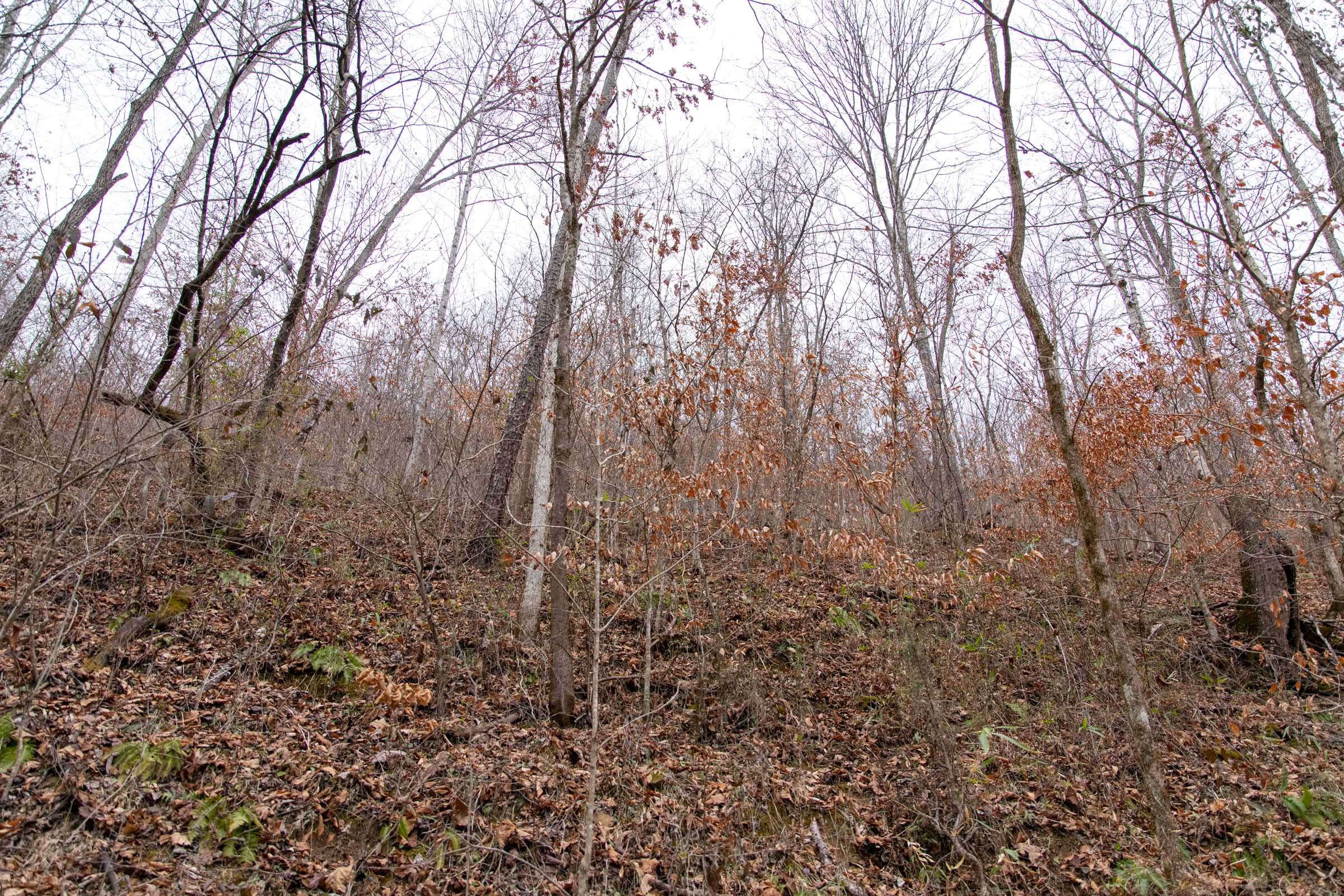 Tract 39 at Blackstone Mountain in Clay County, Kentucky
