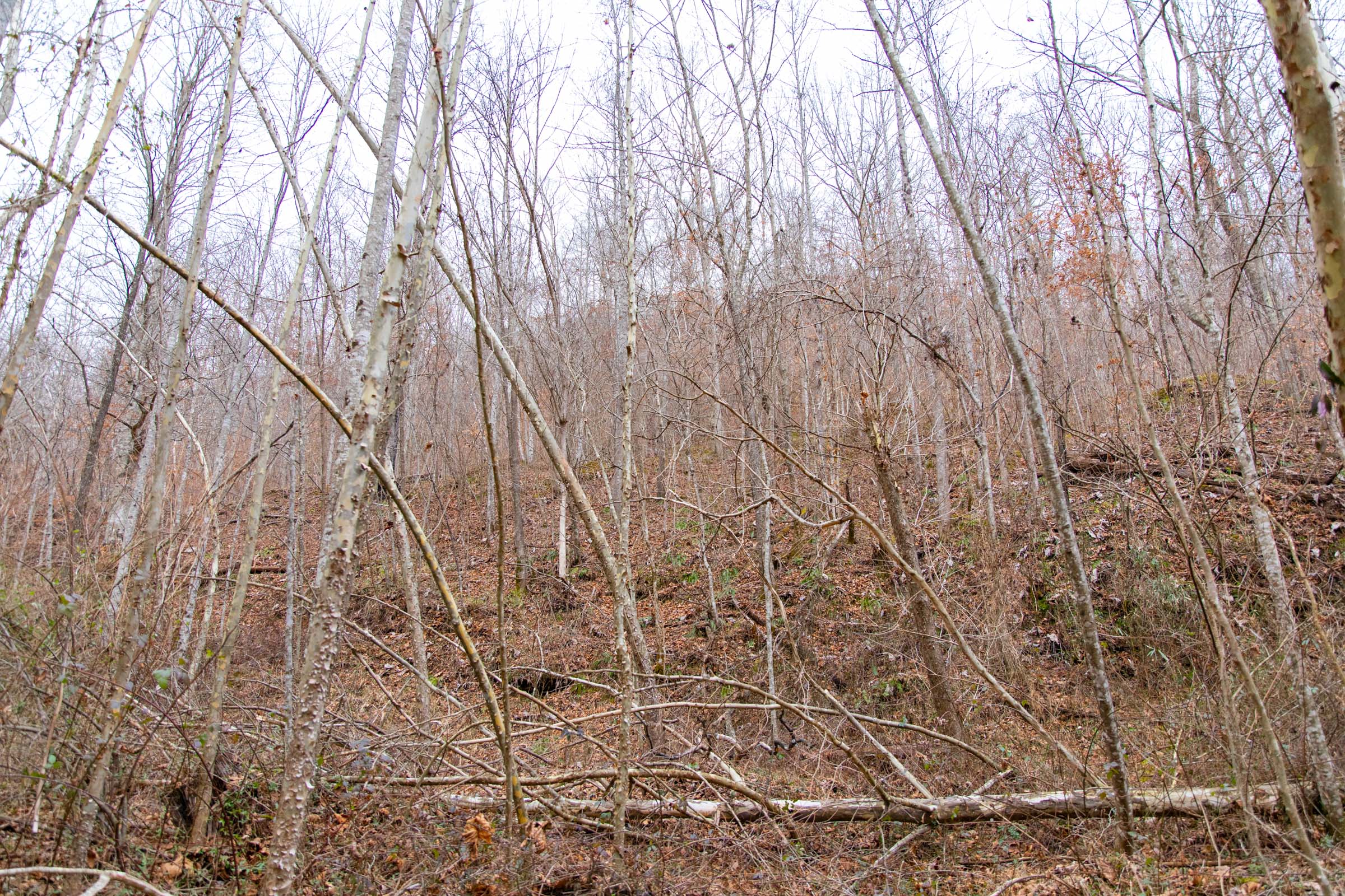 Tract 40 at Blackstone Mountain in Clay County, Kentucky