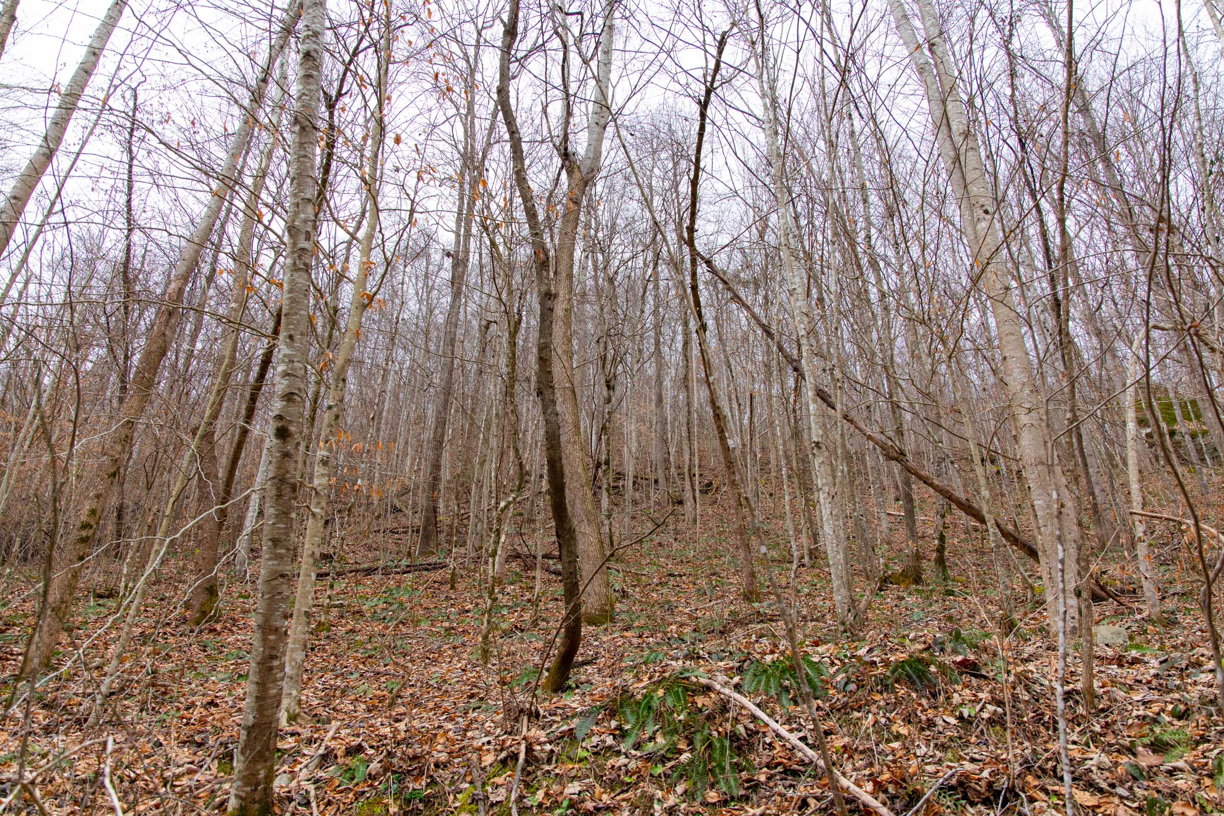 Tract 45 at Blackstone Mountain in Clay County, Kentucky
