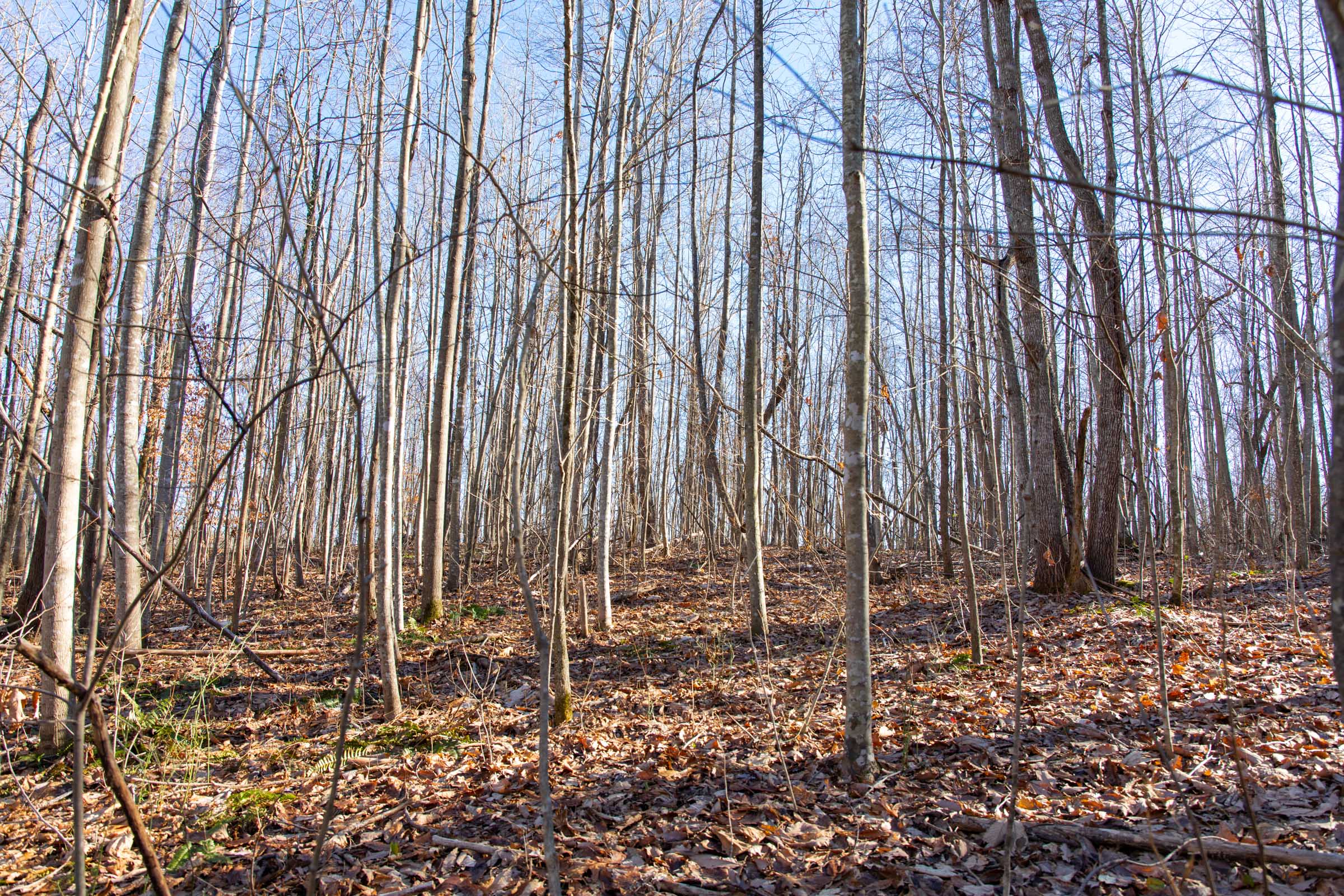Tract 46 at Blackstone Mountain in Clay County, Kentucky