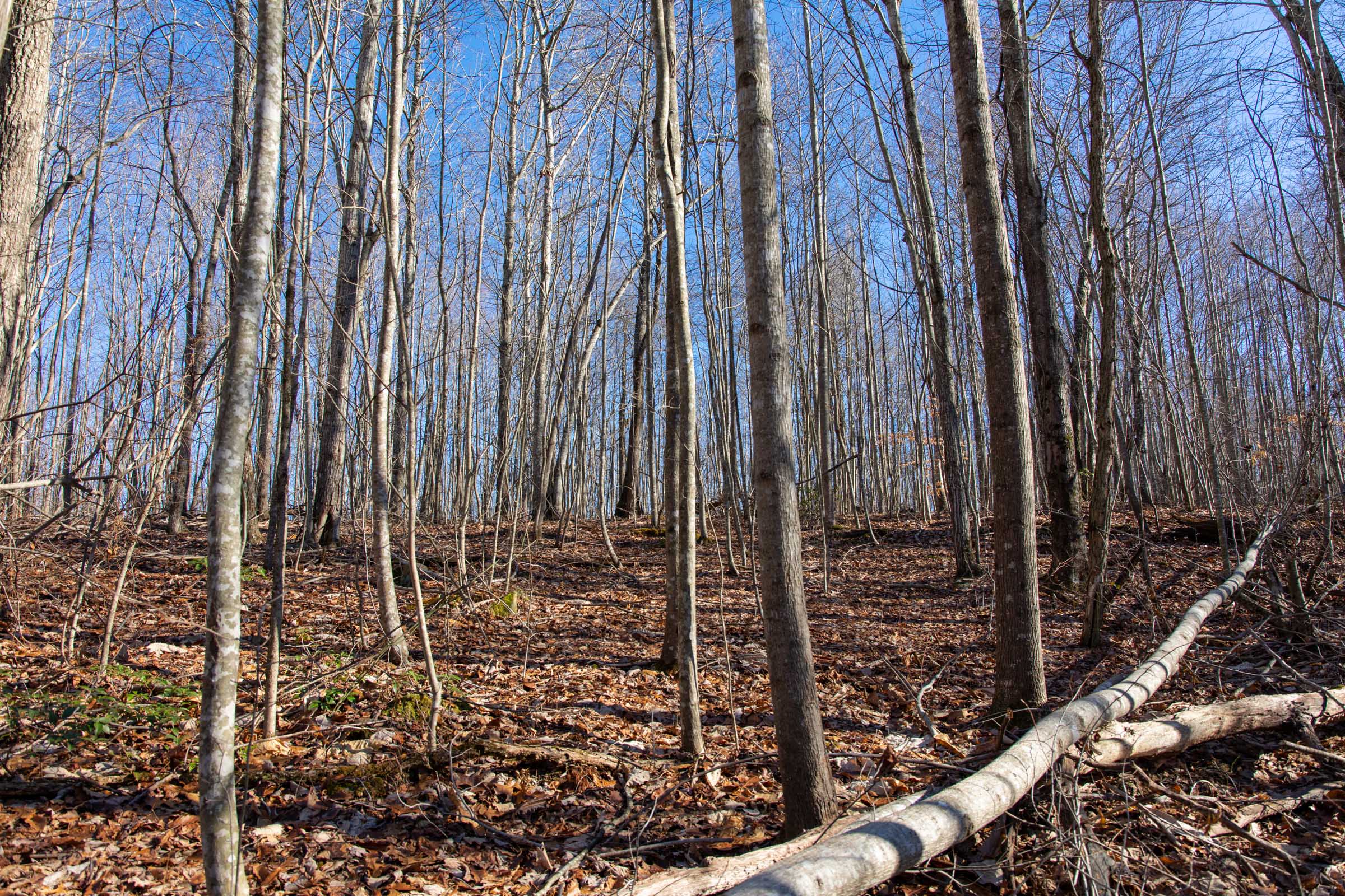 Tract 47 at Blackstone Mountain in Clay County, Kentucky