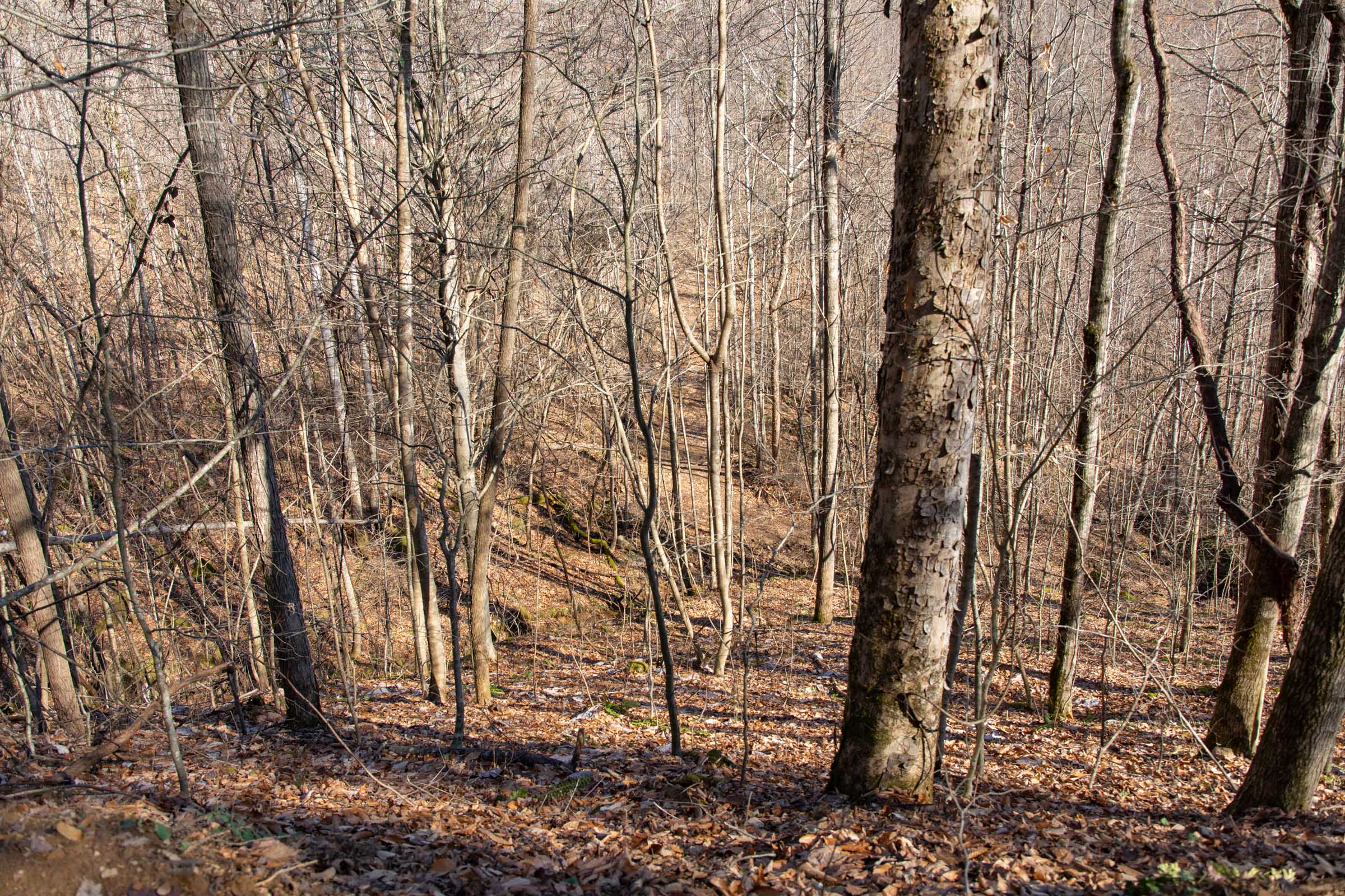 Tract 50 at Blackstone Mountain in Clay County, Kentucky