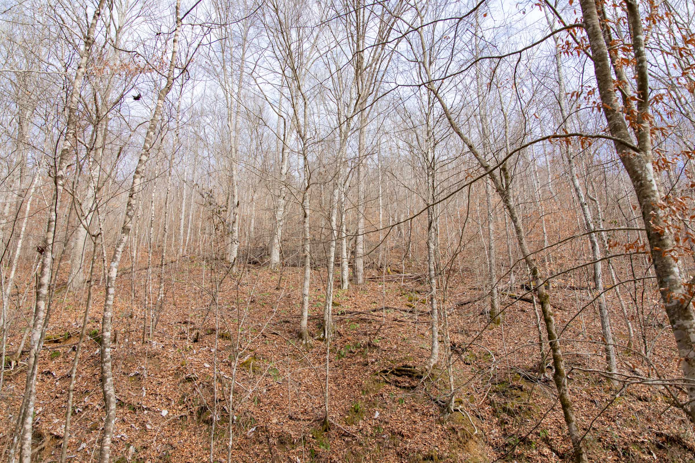 Tract 52 at Blackstone Mountain in Clay County, Kentucky